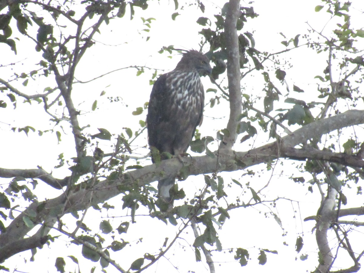 Águila Variable (crestada) - ML516097581