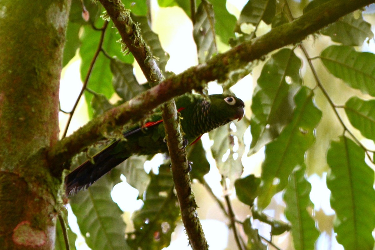 Maroon-tailed Parakeet - ML516098021