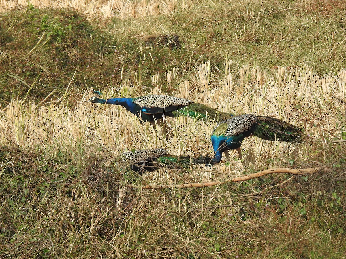 Indian Peafowl - ML516104141