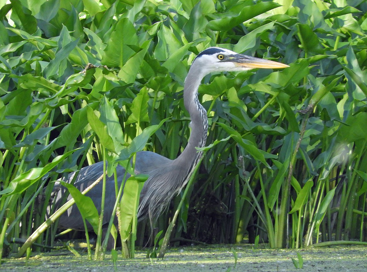 Great Blue Heron - Kristin and John Anderson-Bricker