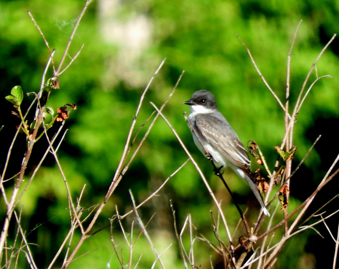 Eastern Kingbird - ML516107561