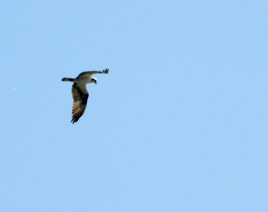 Osprey - ML516107581