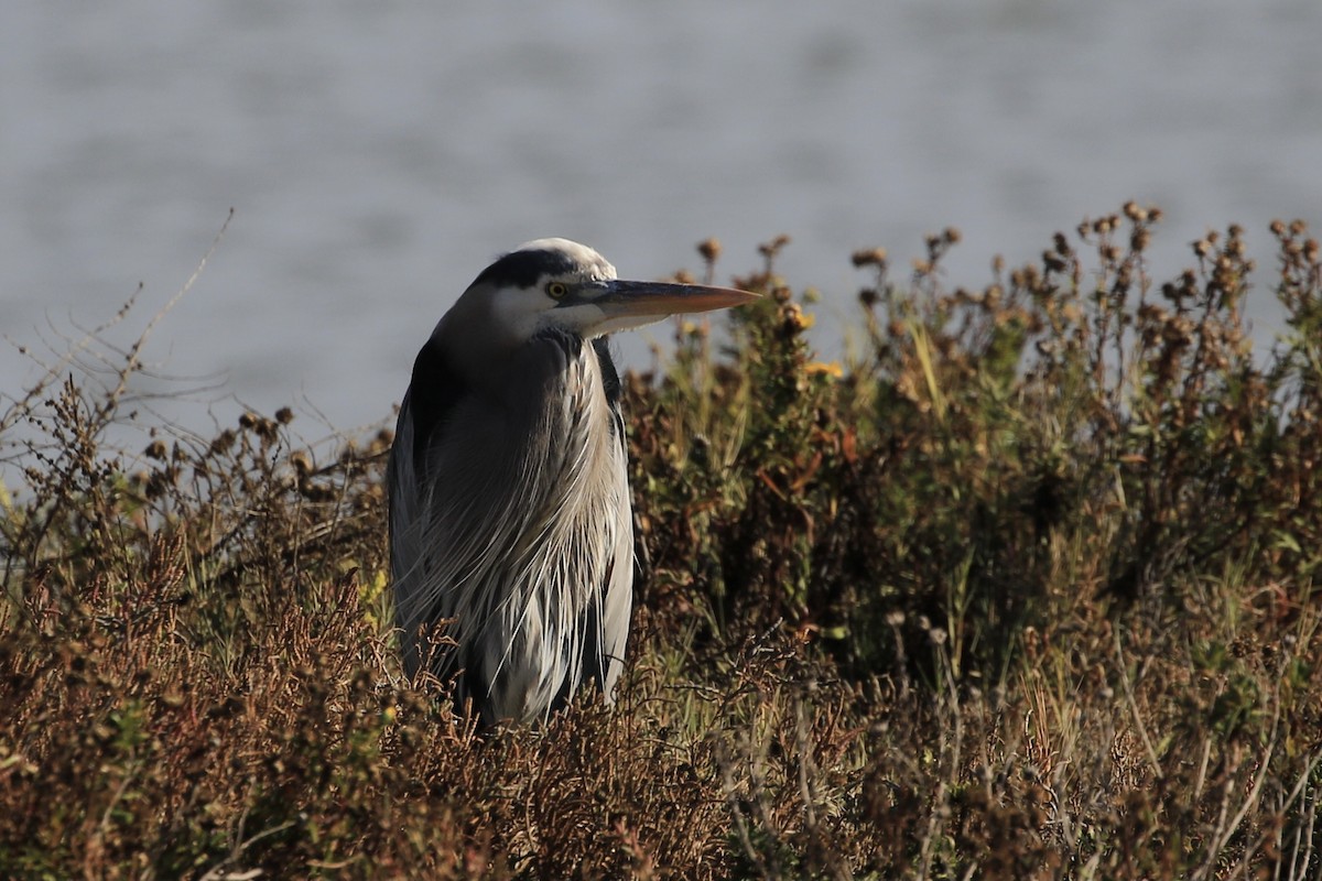 Great Blue Heron - Michele Swartout