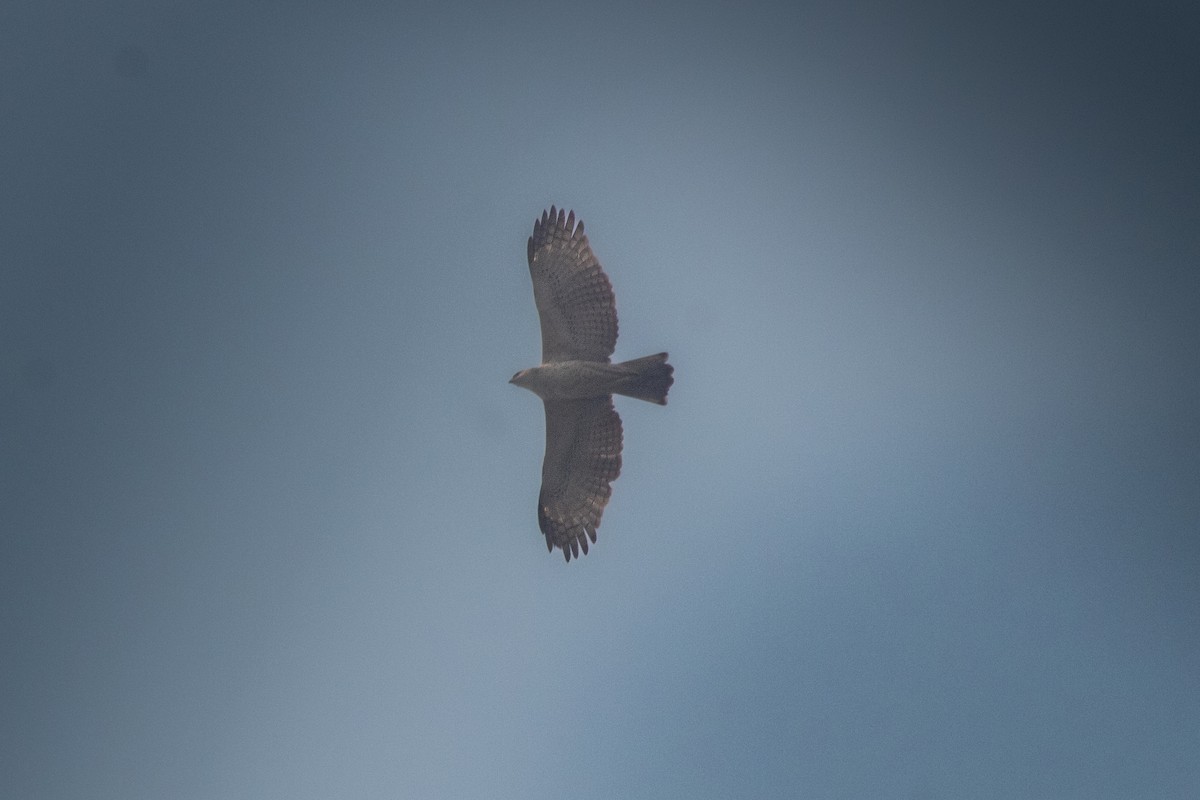 Changeable Hawk-Eagle - ML516108541