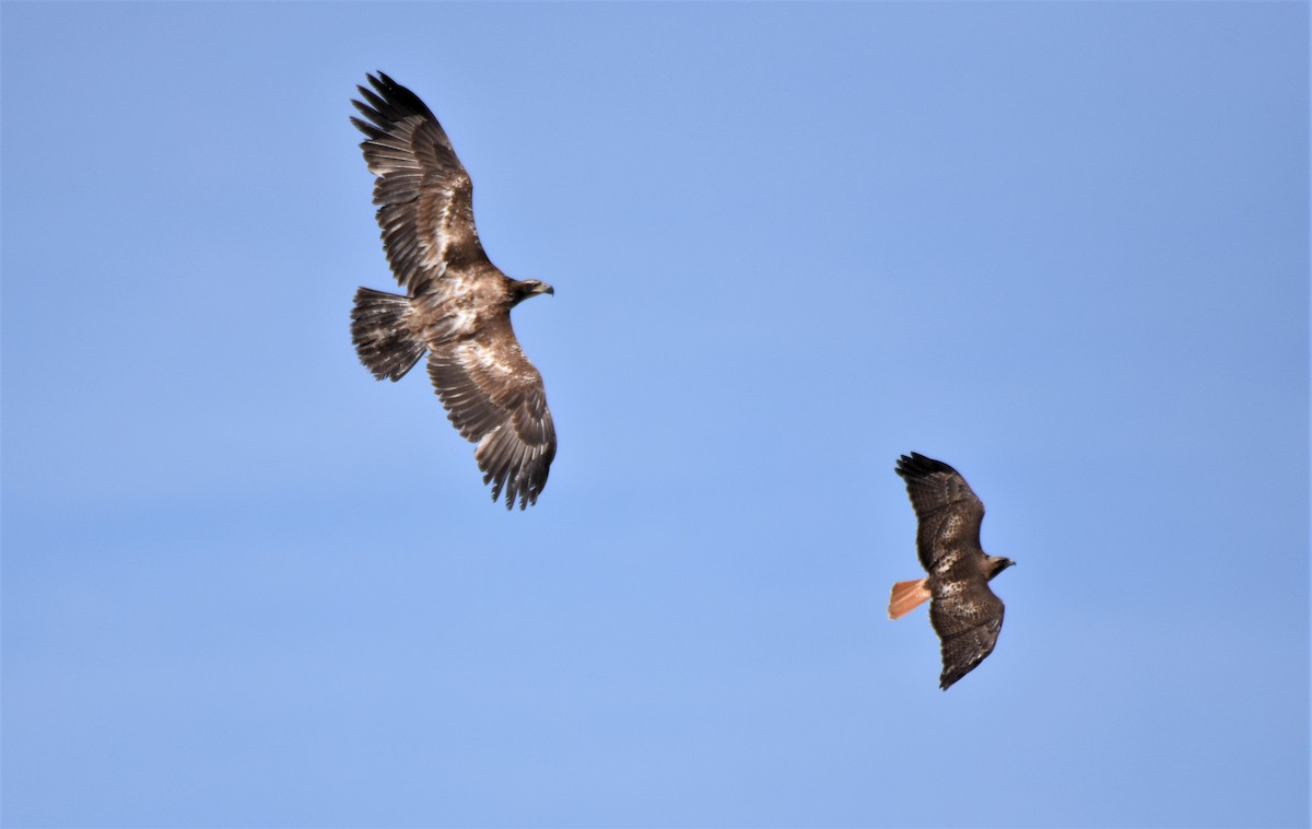 Bald Eagle - Chris Rohrer