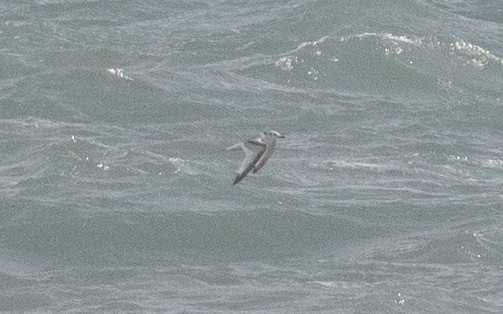 Black-legged Kittiwake - ML516110191