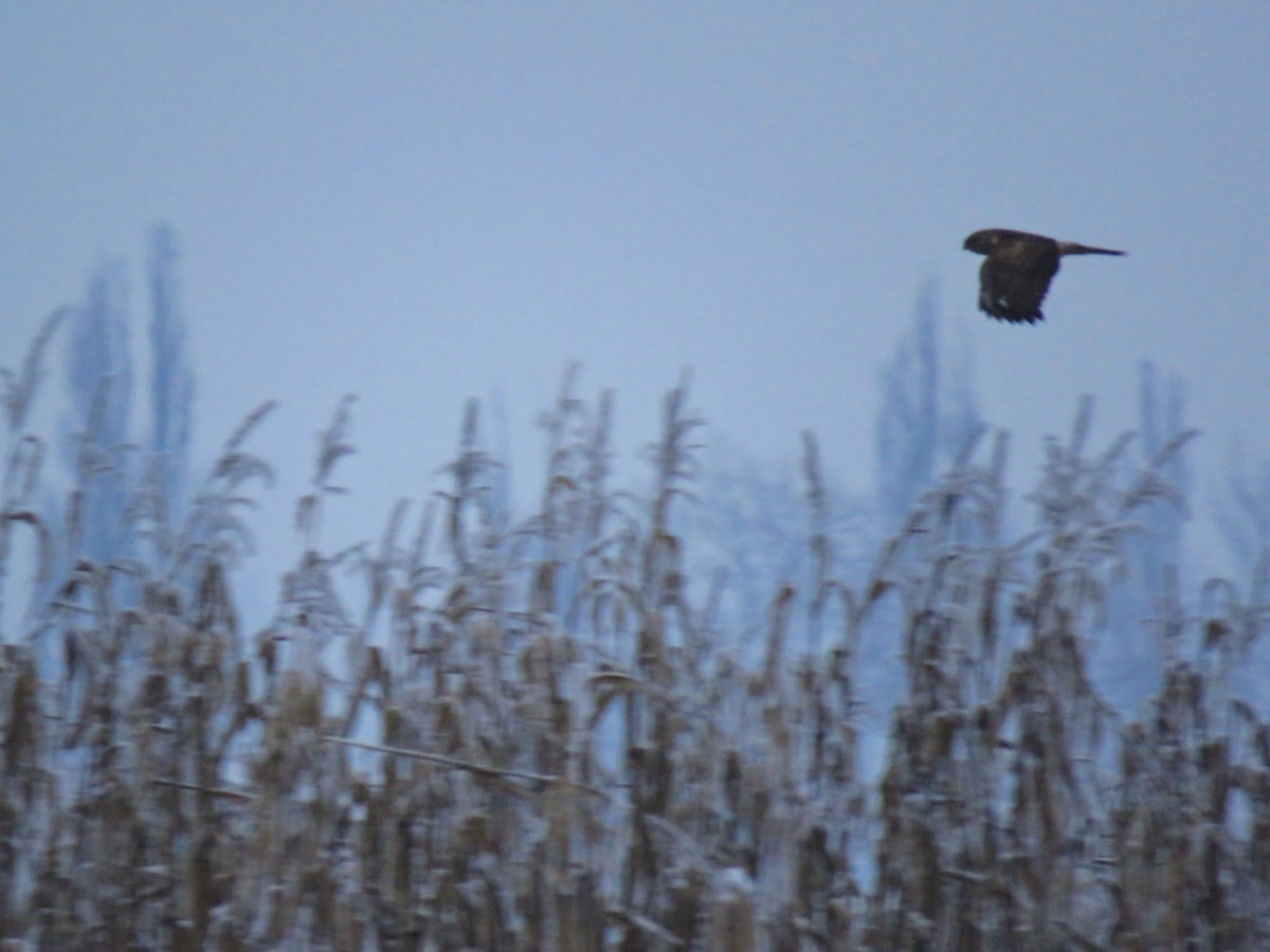 Hen Harrier - ML516110201