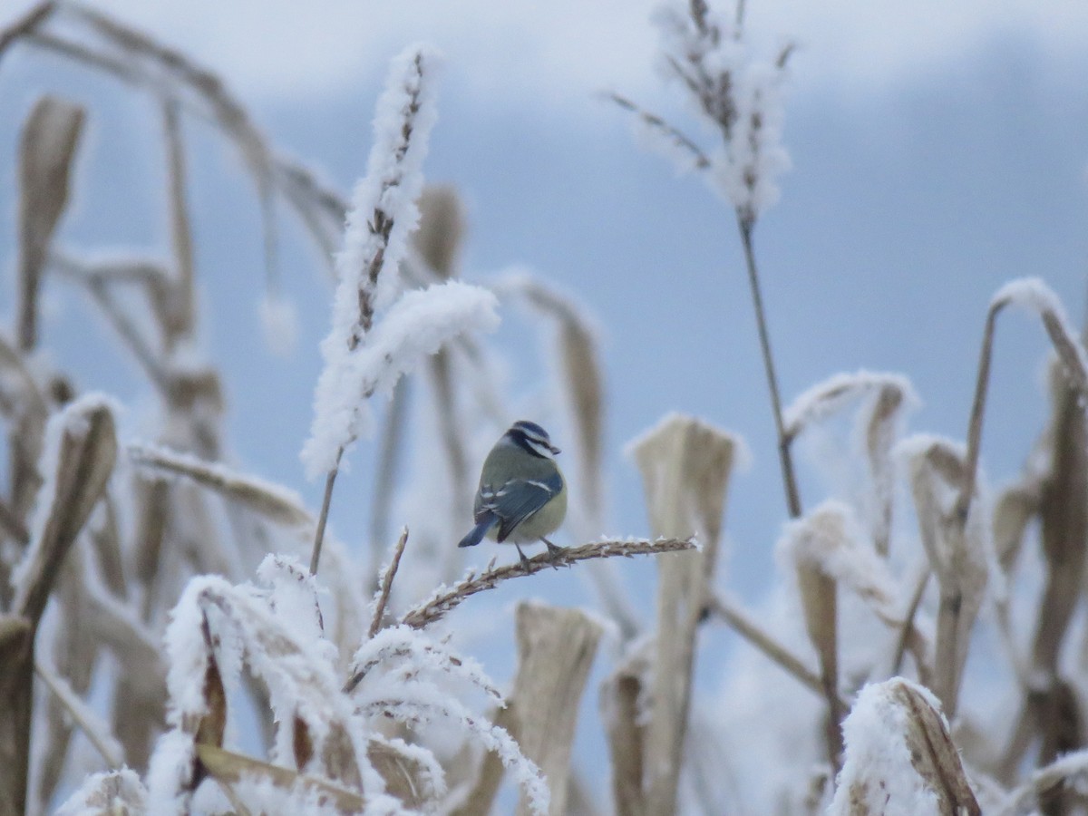 Eurasian Blue Tit - ML516110311