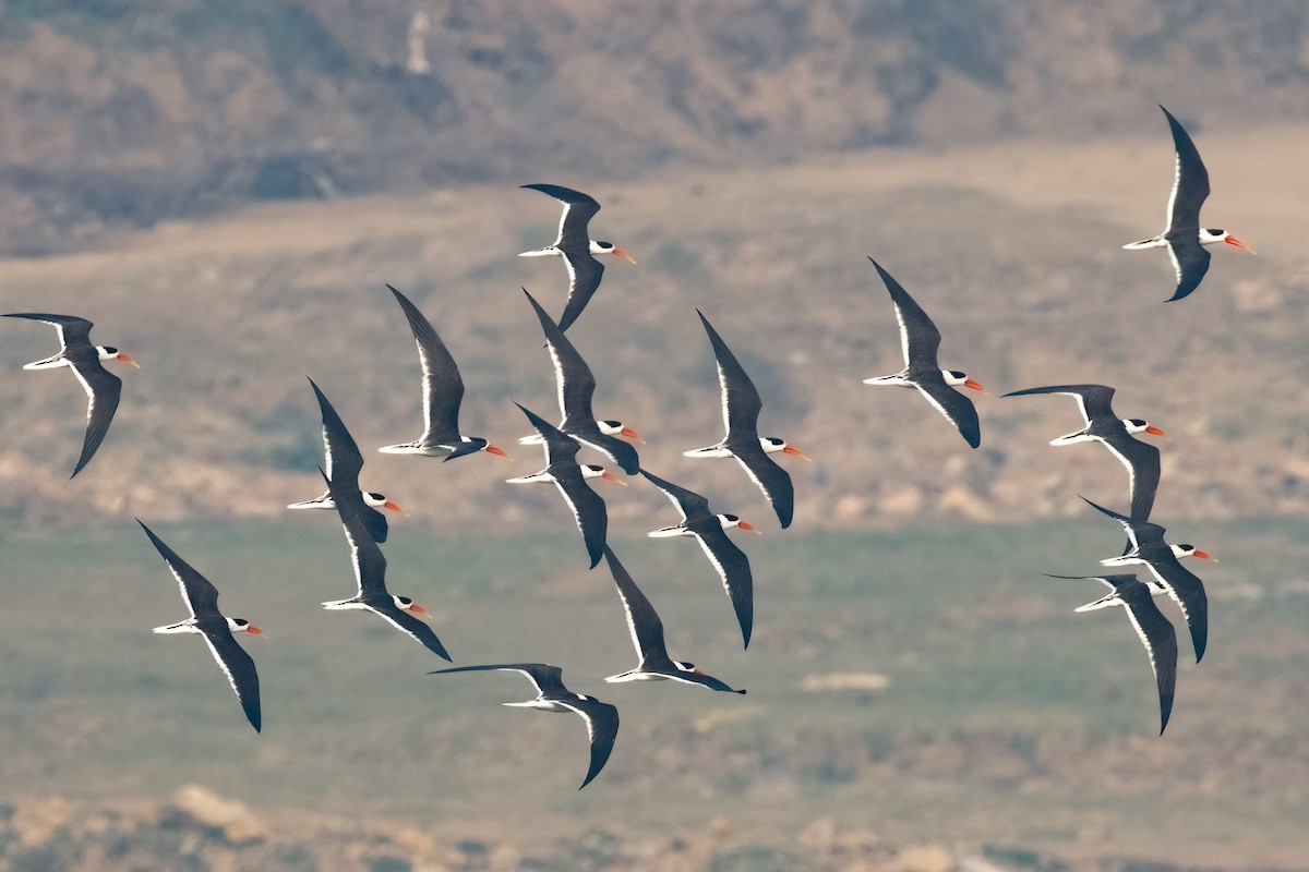 Indian Skimmer - Kalpesh Krishna