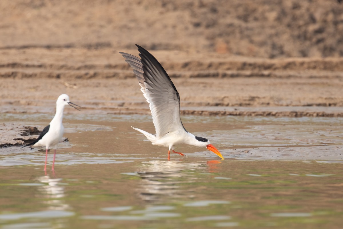 Indian Skimmer - Kalpesh Krishna