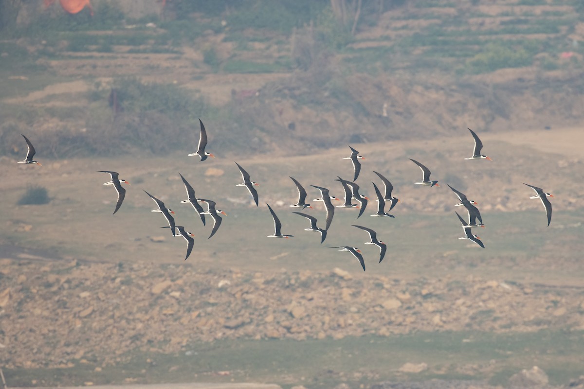 Indian Skimmer - Kalpesh Krishna