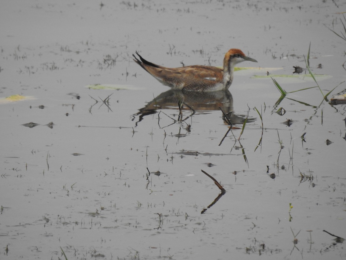 Jacana à longue queue - ML516110861