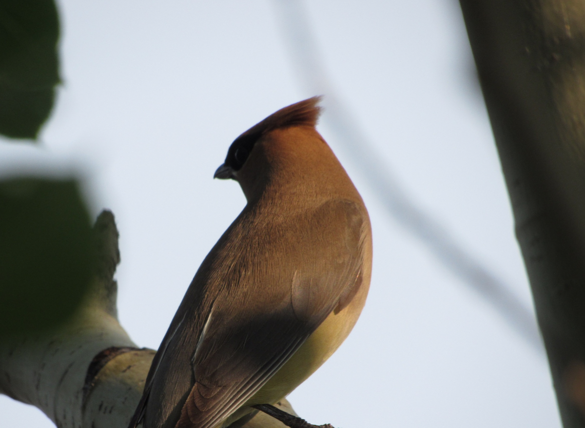 Cedar Waxwing - ML516111091