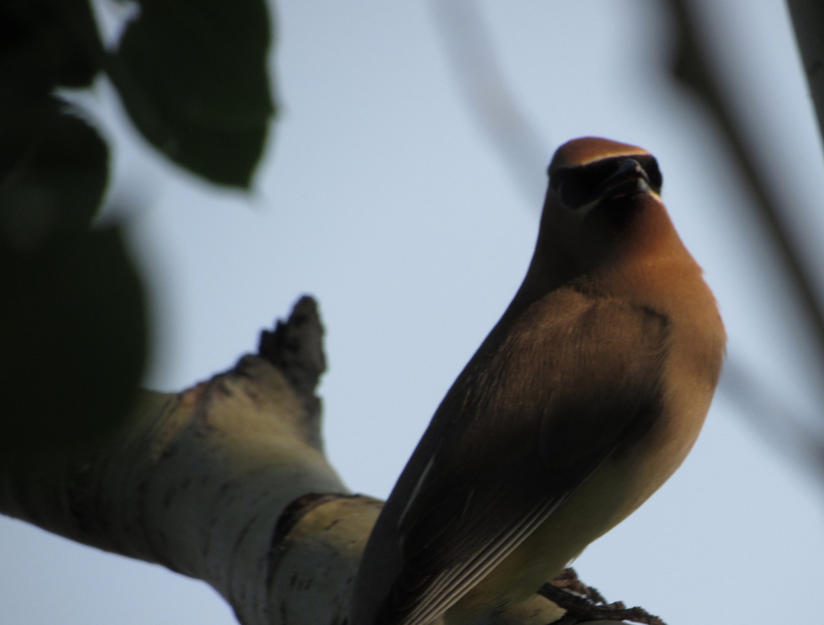 Cedar Waxwing - ML516111121