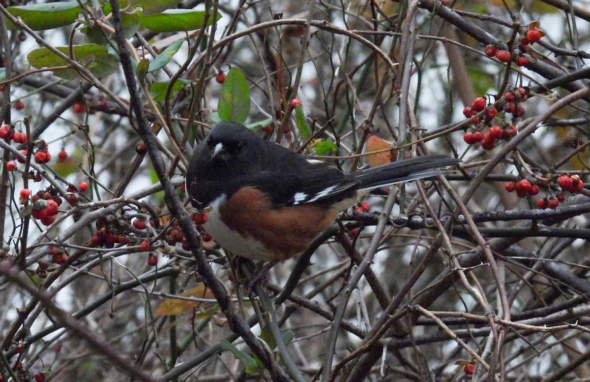 Eastern Towhee - ML516111951