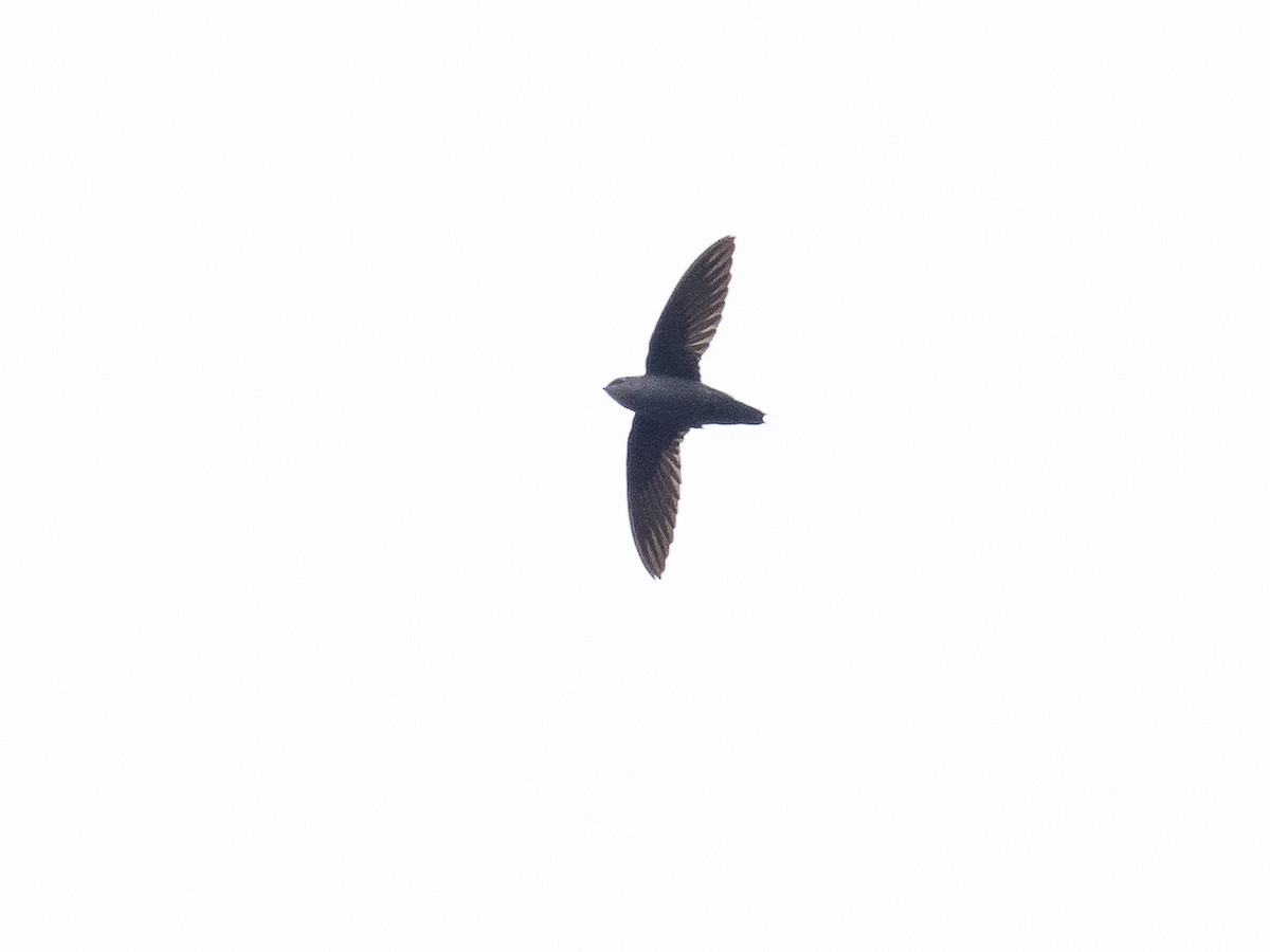 Gray-rumped Swift - Chris Fischer