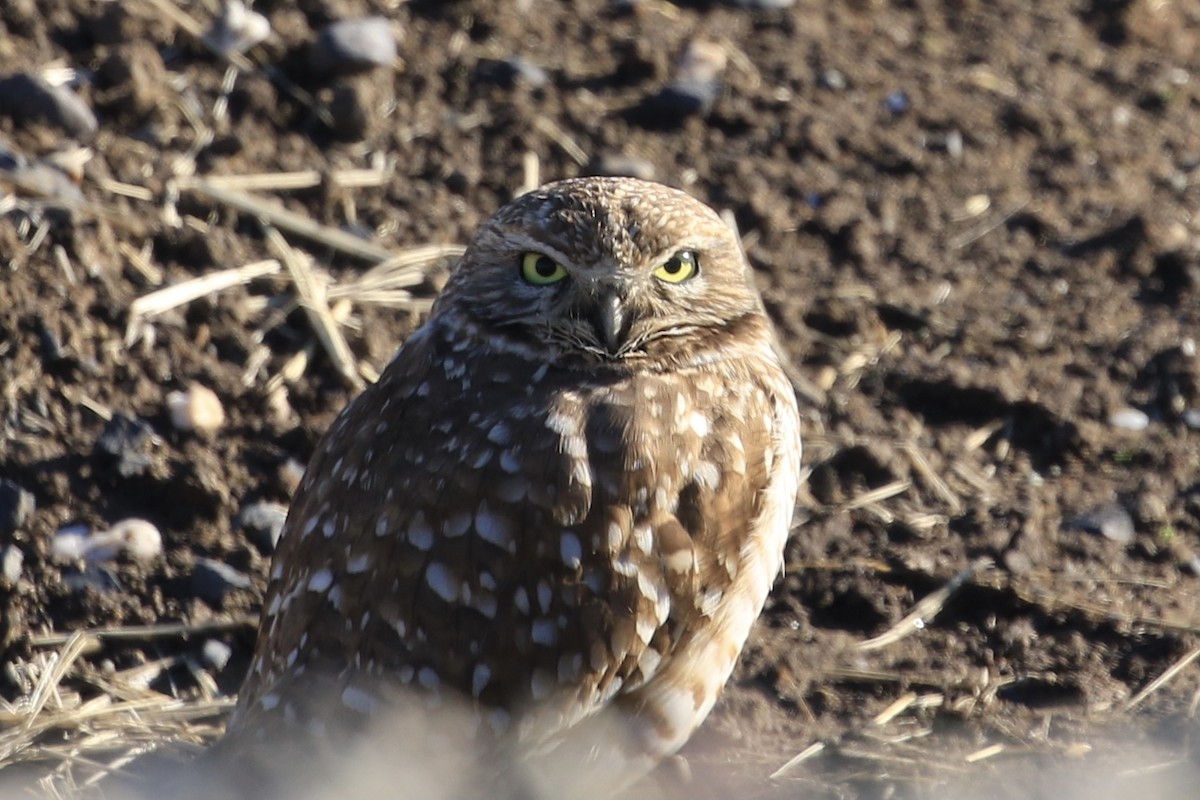 Burrowing Owl - ML516114371
