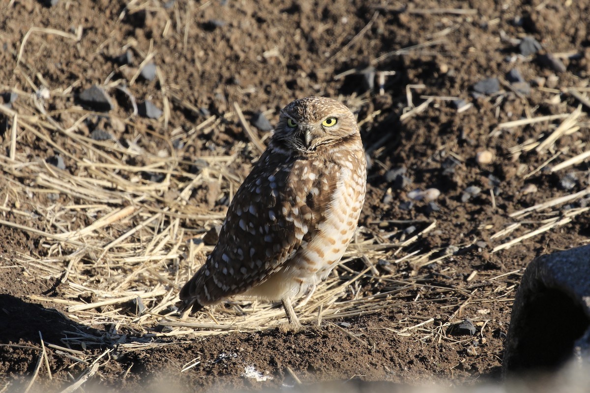 Burrowing Owl - ML516114381
