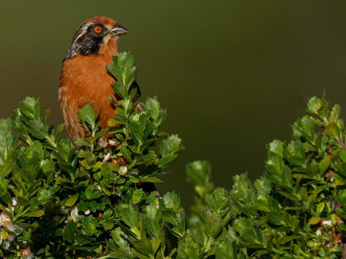 Rufous-tailed Plantcutter - ML516115741