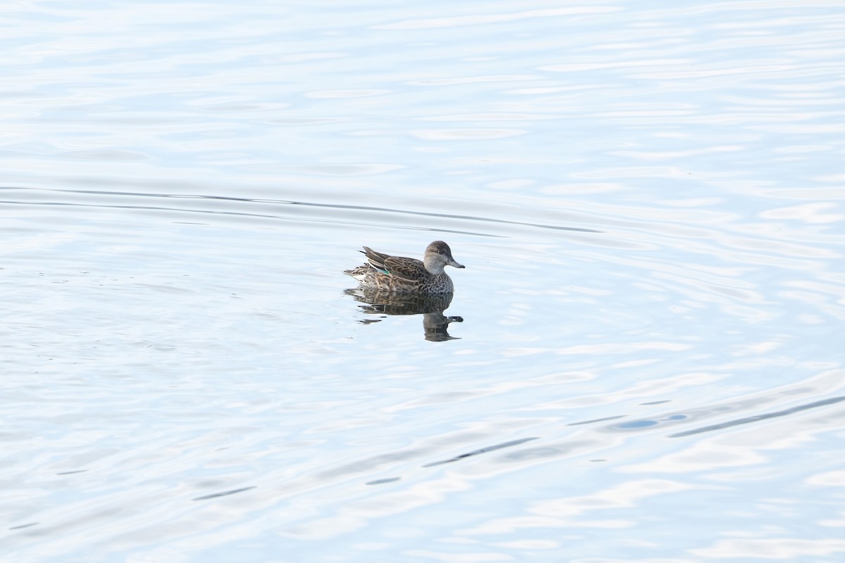 Green-winged Teal - ML516116641