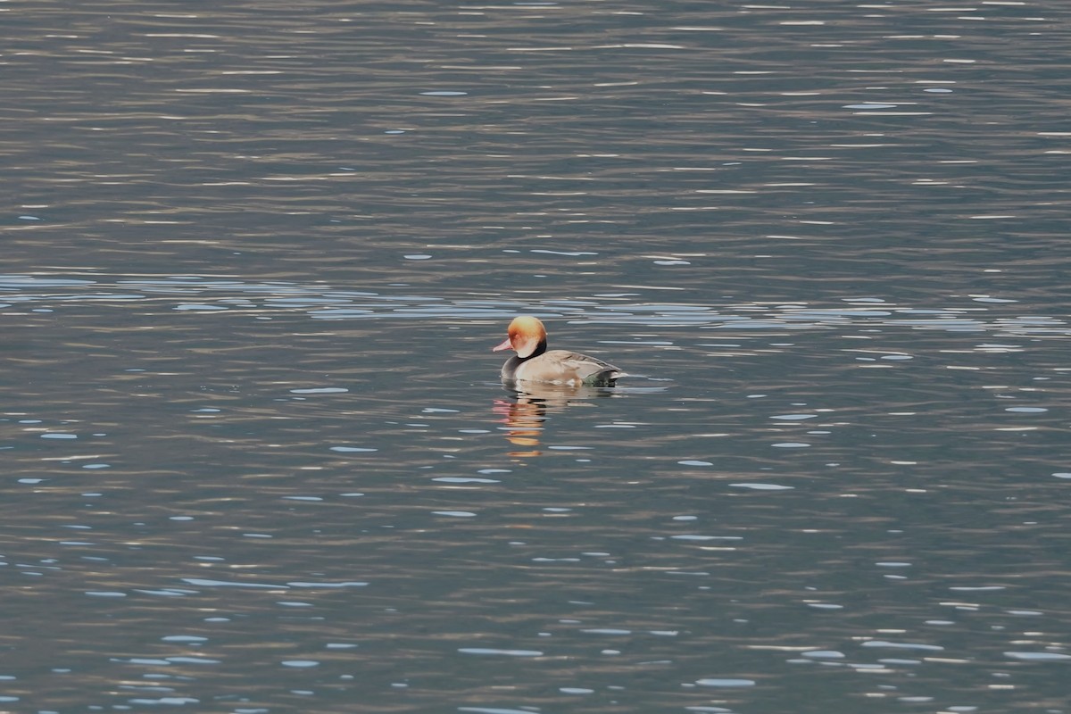 Red-crested Pochard - ML516116771