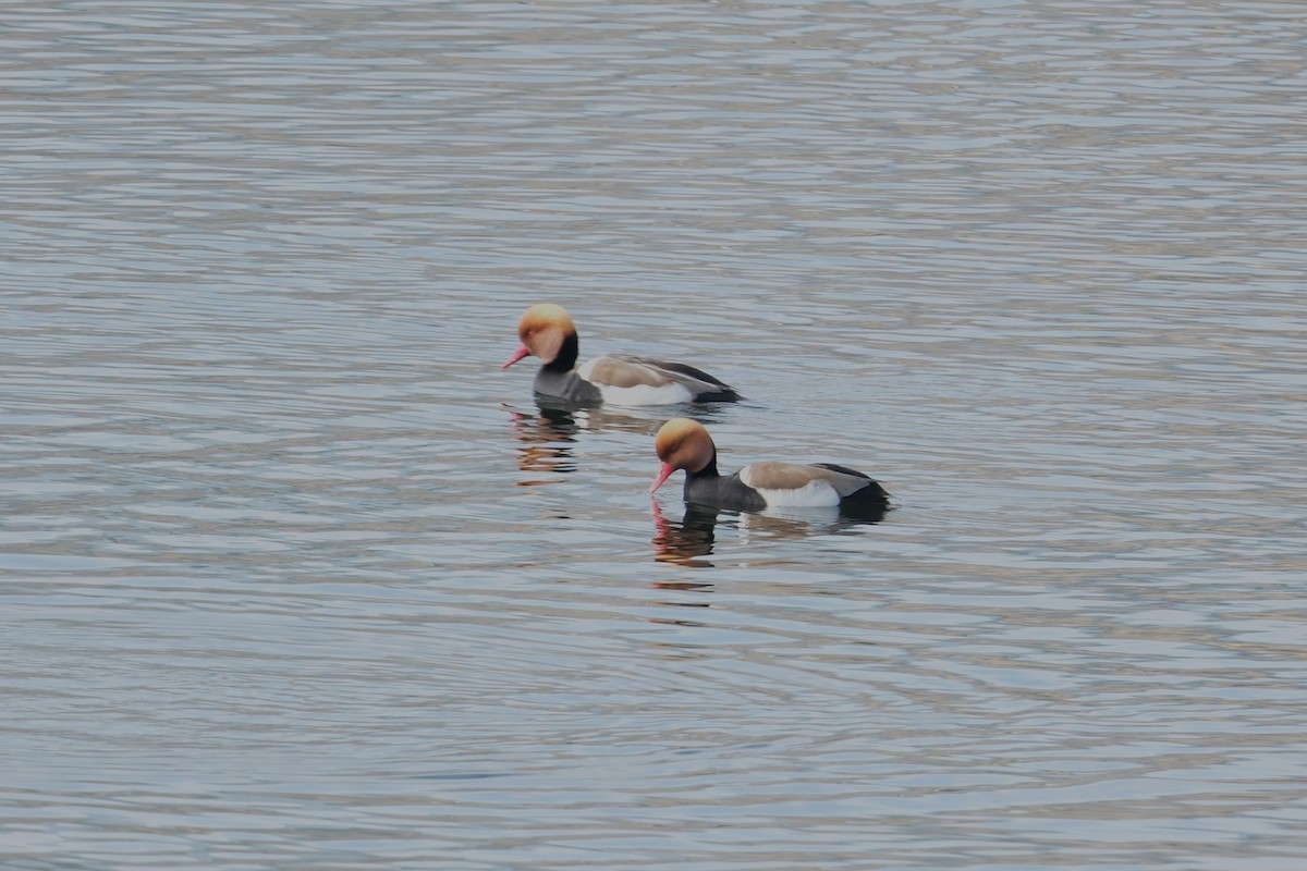 Red-crested Pochard - ML516116791