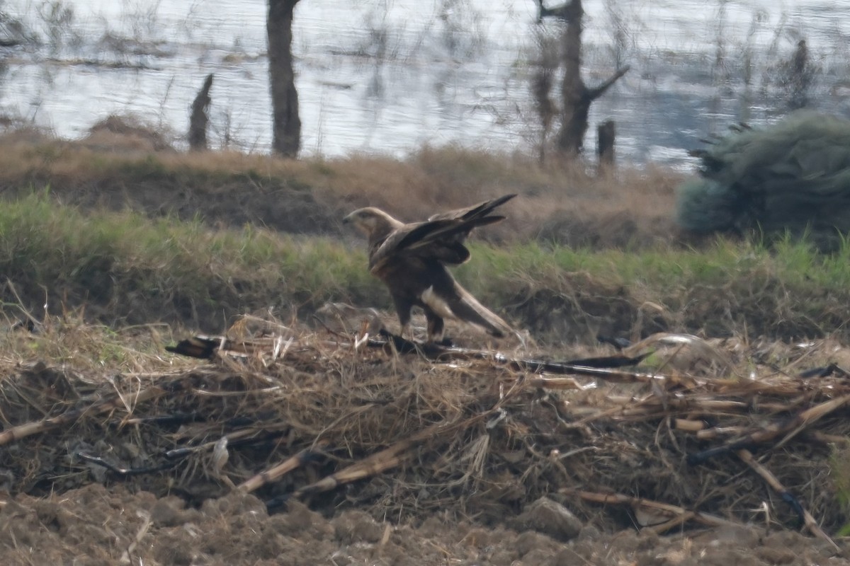 Upland Buzzard - ML516116951