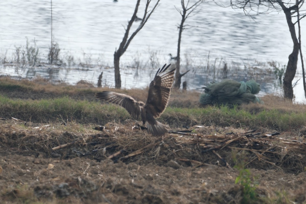 Upland Buzzard - ML516116971