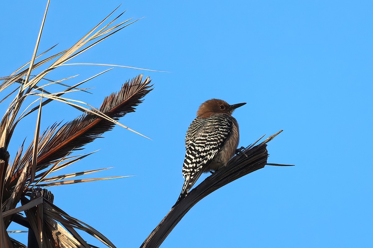 Gila Woodpecker - Steve Lebon