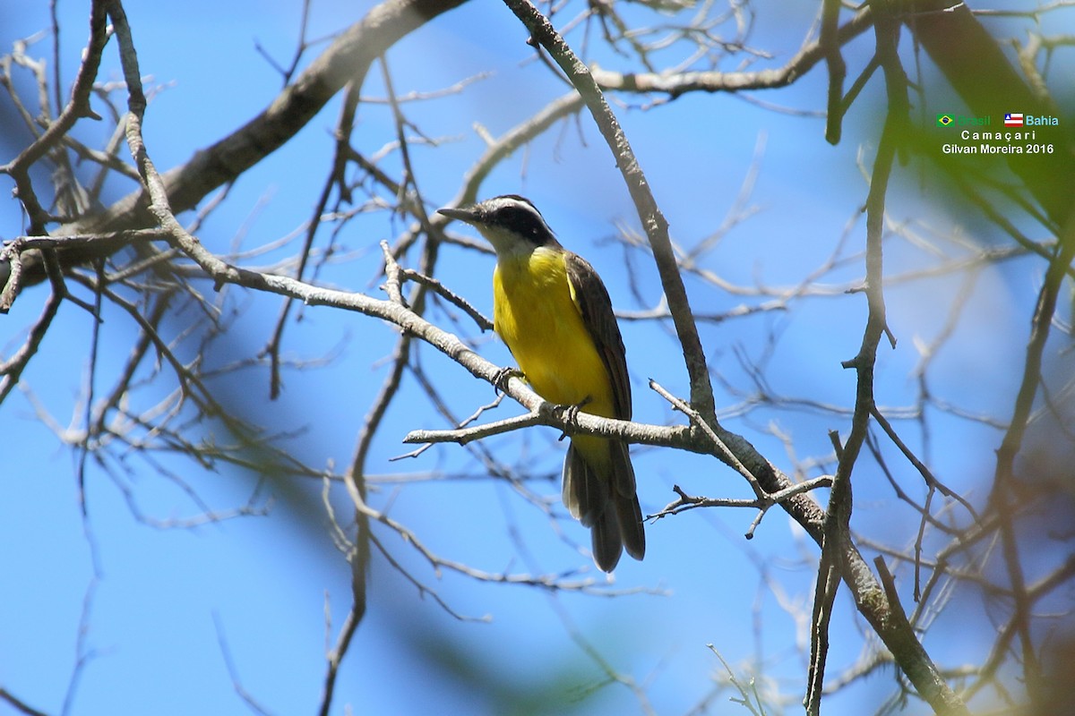 Lesser Kiskadee - ML516118401