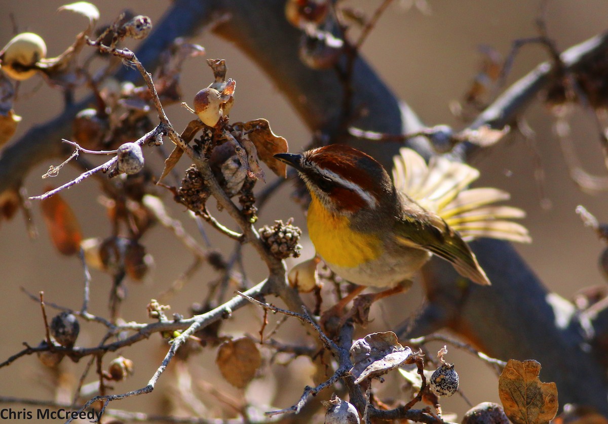 Rufous-capped Warbler - Chris McCreedy - no playbacks