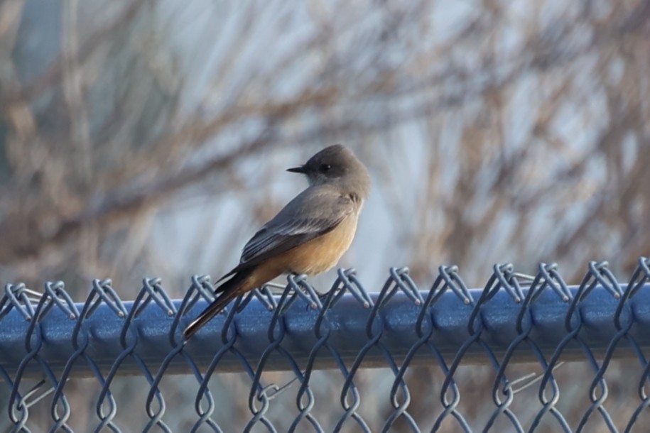 Say's Phoebe - ML516118421