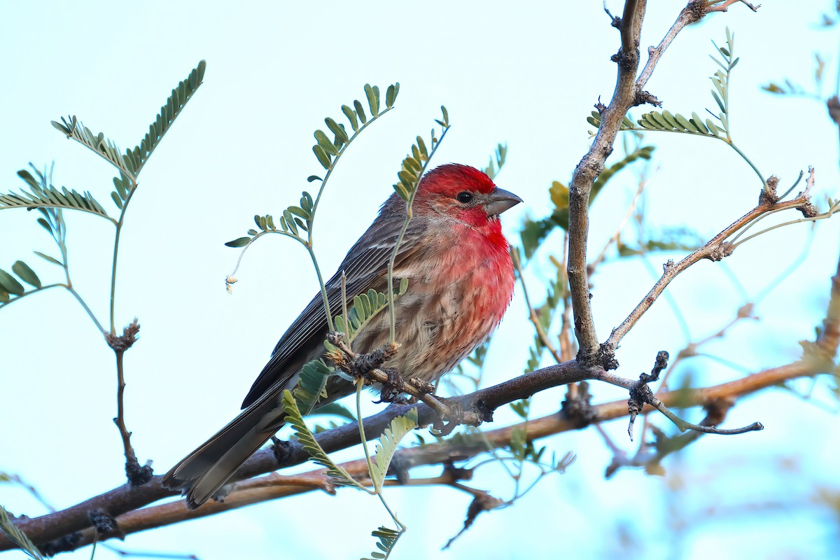 House Finch - ML516118461