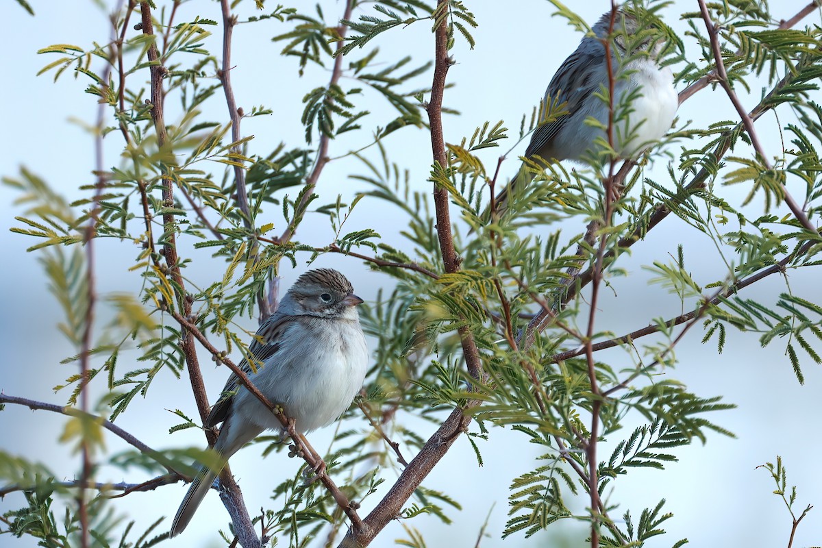 Brewer's Sparrow - Steve Lebon