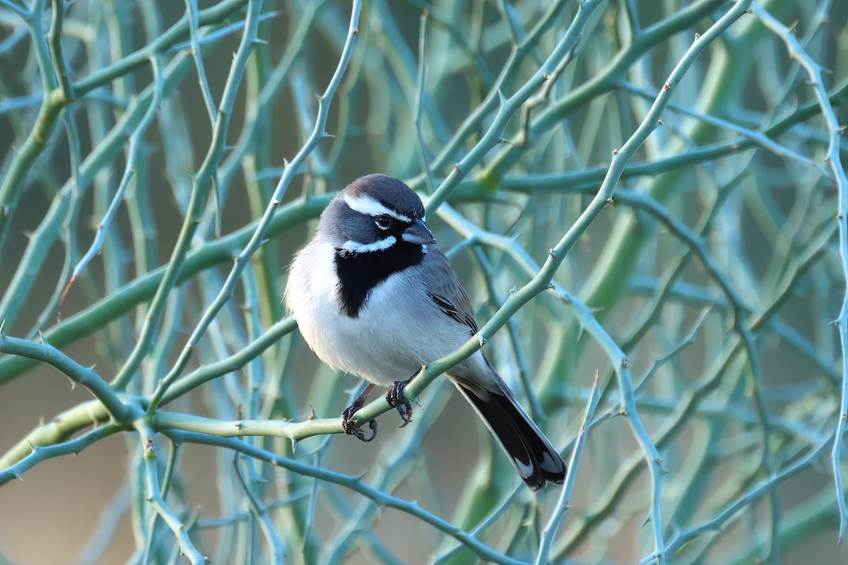 Black-throated Sparrow - Steve Lebon