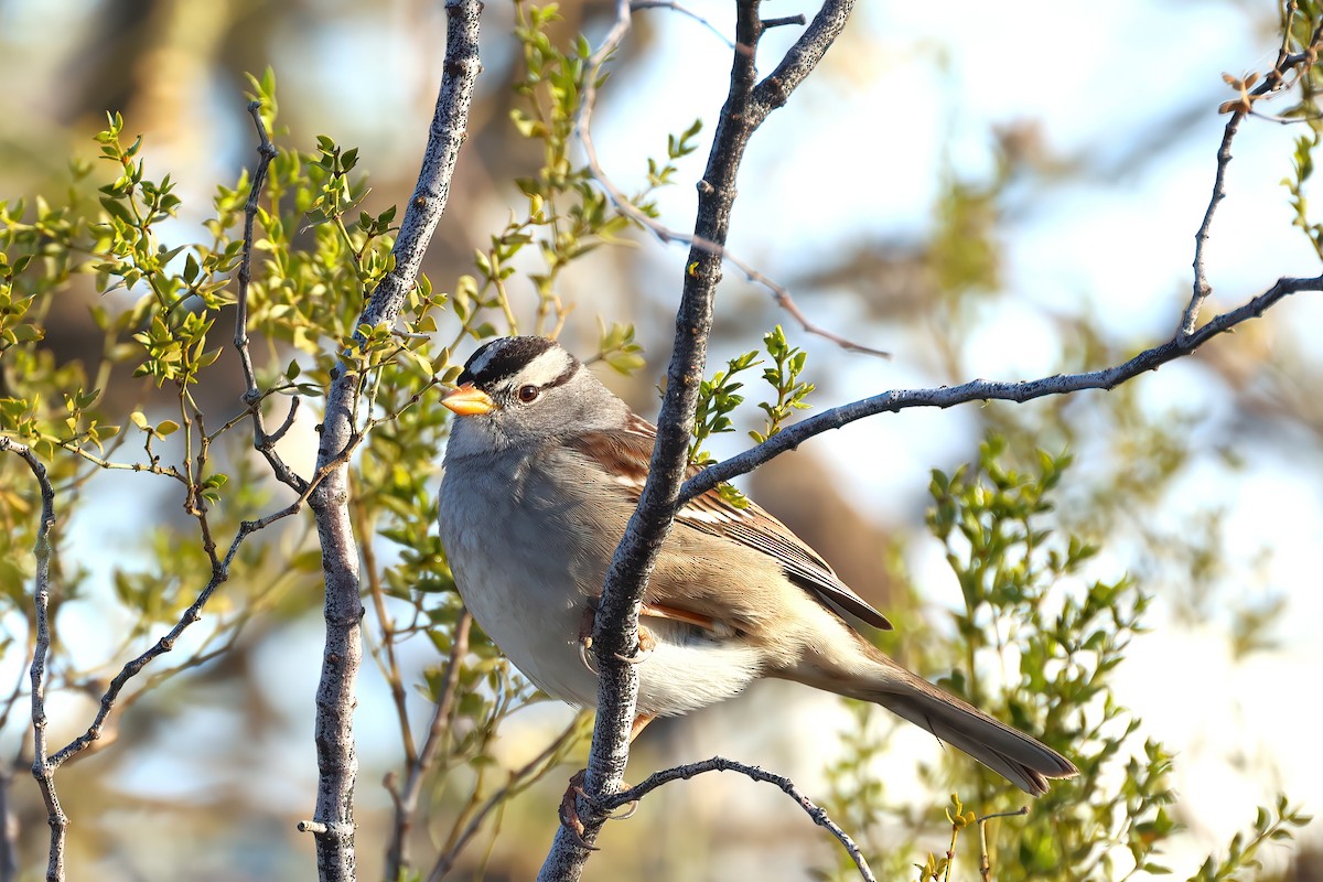 White-crowned Sparrow - ML516118641