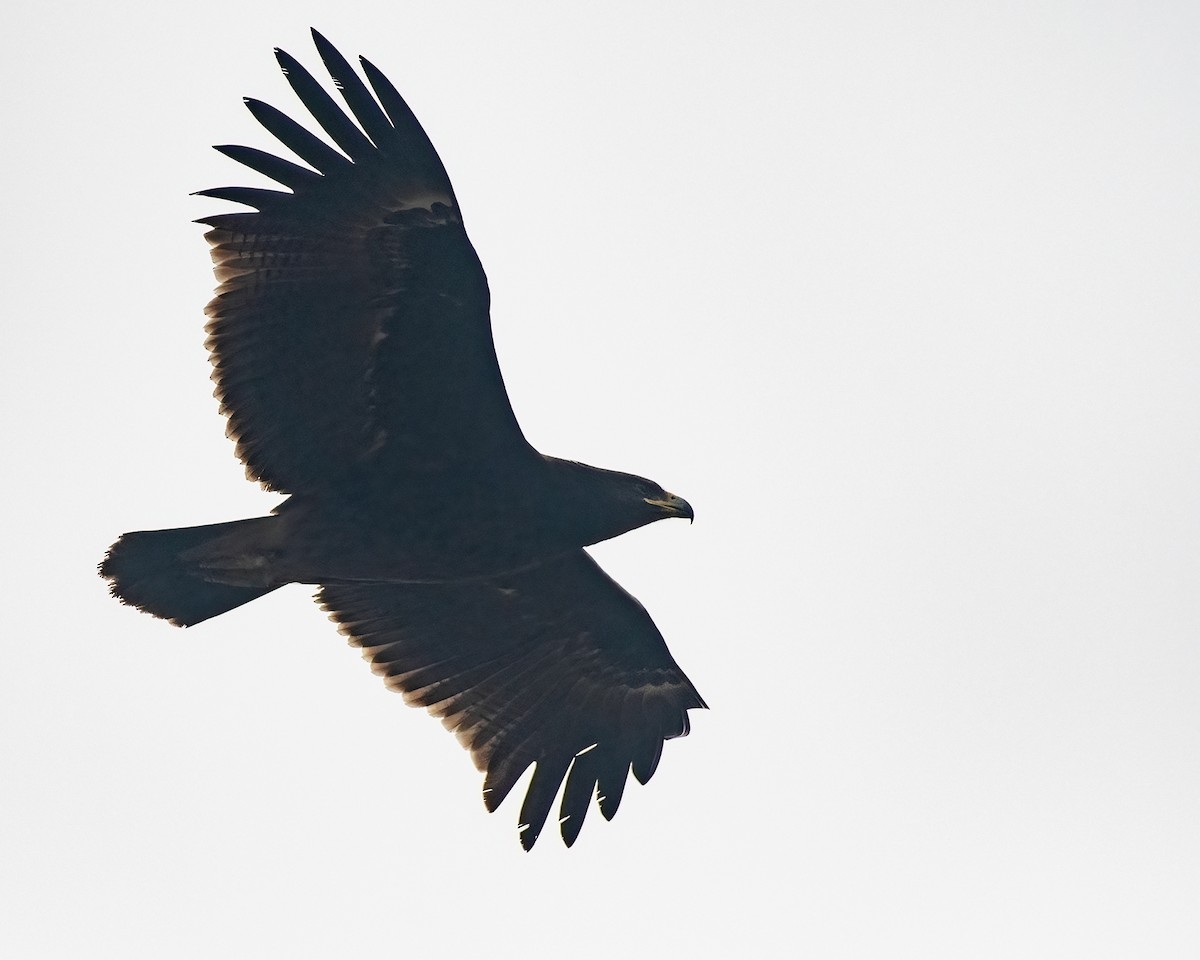 Greater Spotted Eagle - ML516122871
