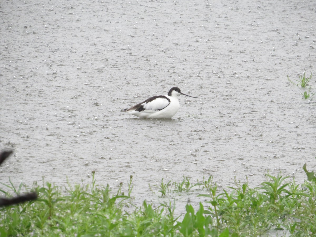 Pied Avocet - ML516125351