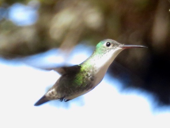 kolibřík azurovotemenný - ML51612541