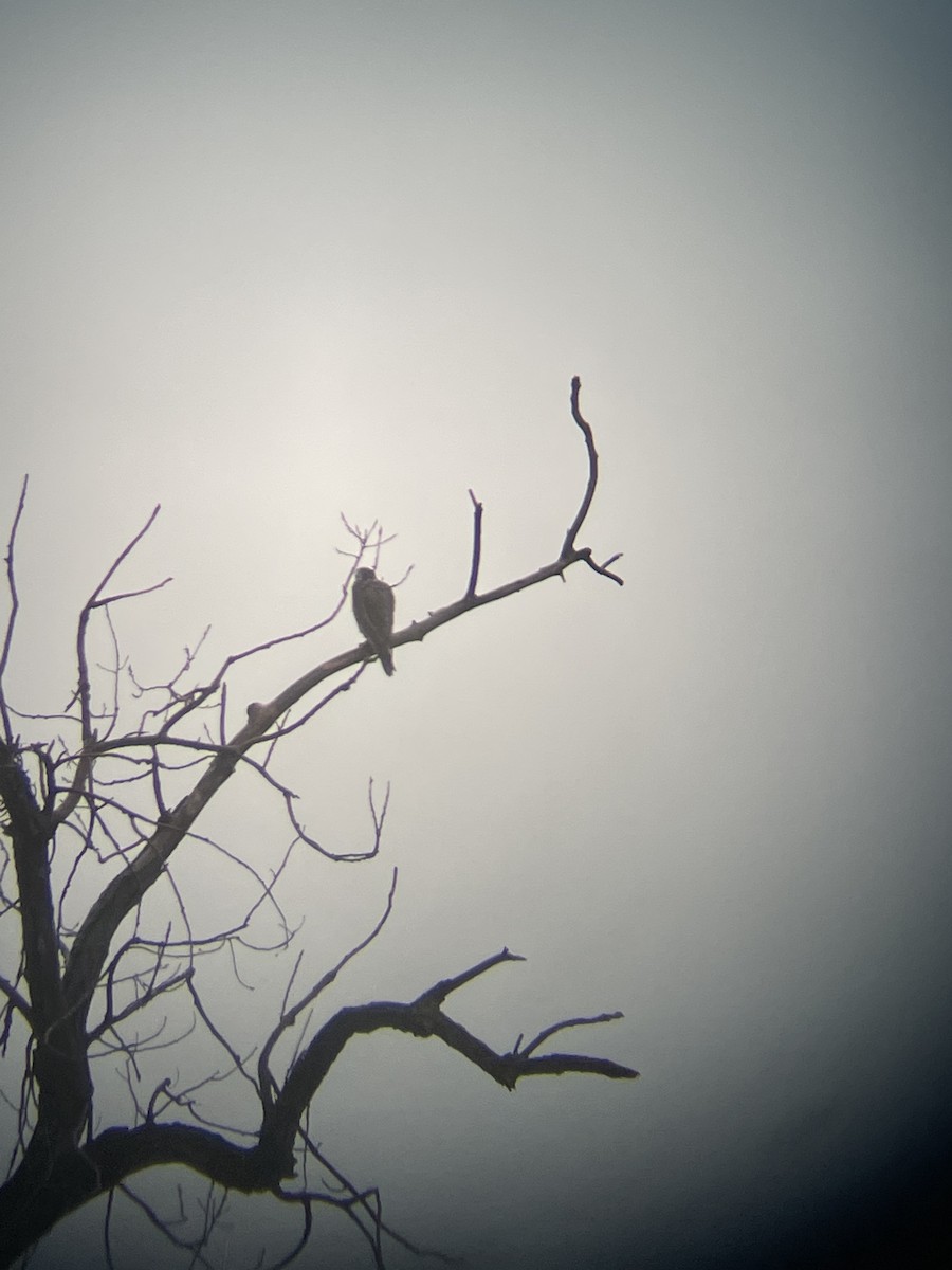 Peregrine Falcon (North American) - ML516125861