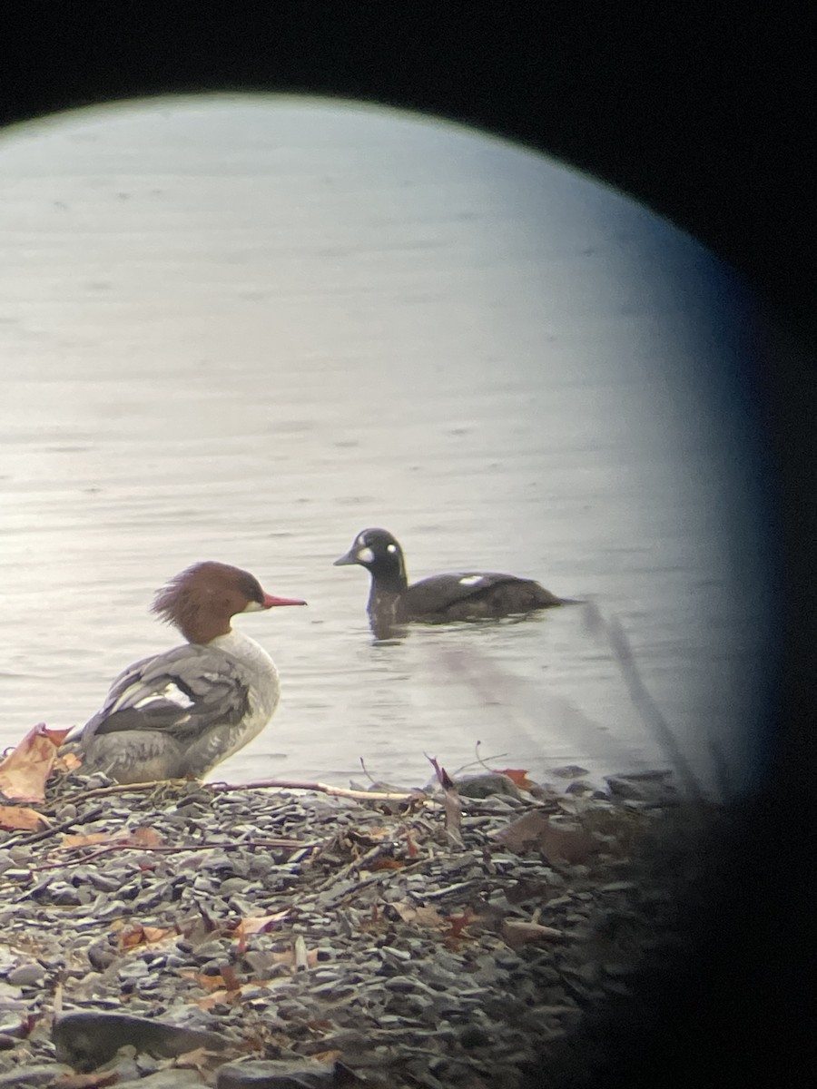 Harlequin Duck - ML516126291