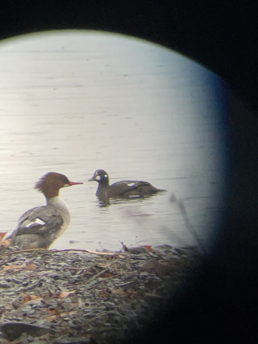 Harlequin Duck - ML516126301