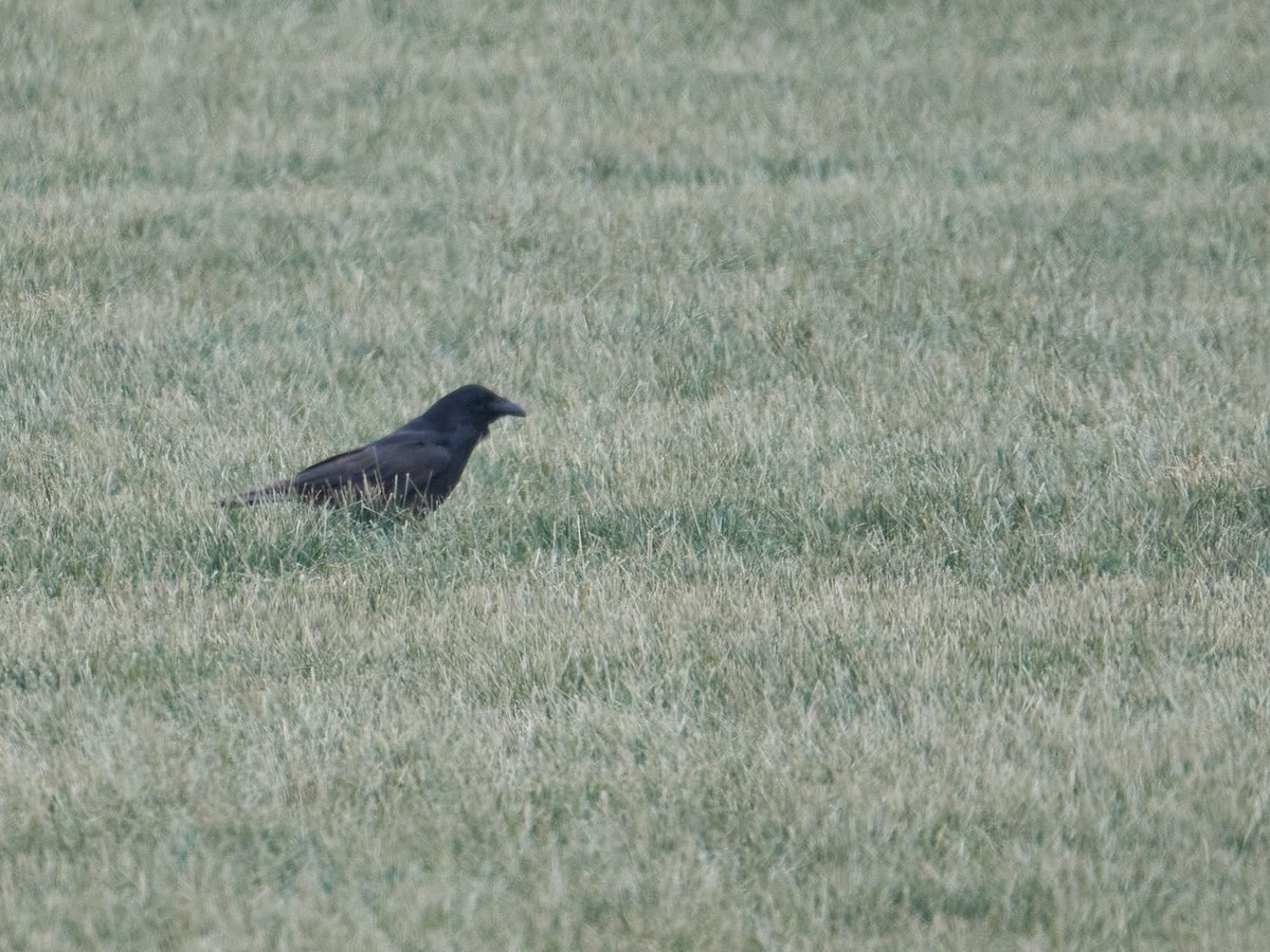 Common Raven - ML516127221