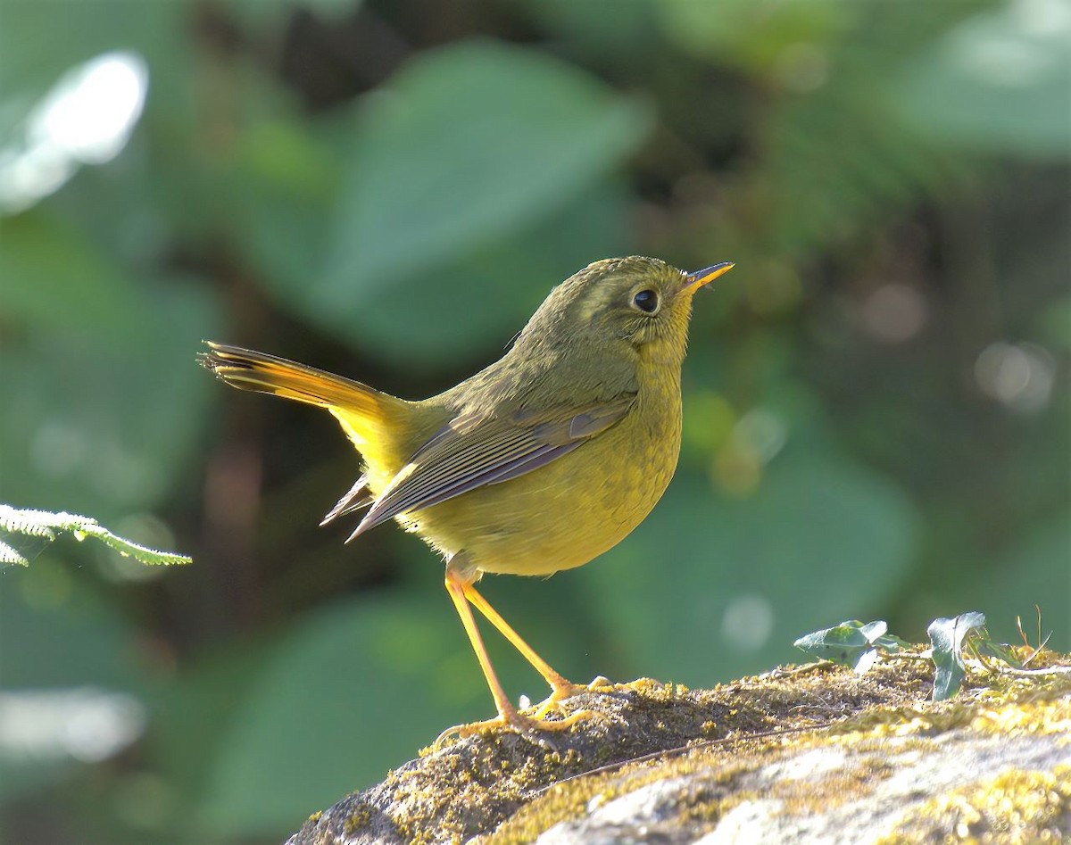 Golden Bush-Robin - ML516127471