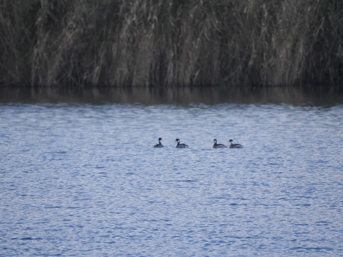 Халтар шунгуур - ML516127771