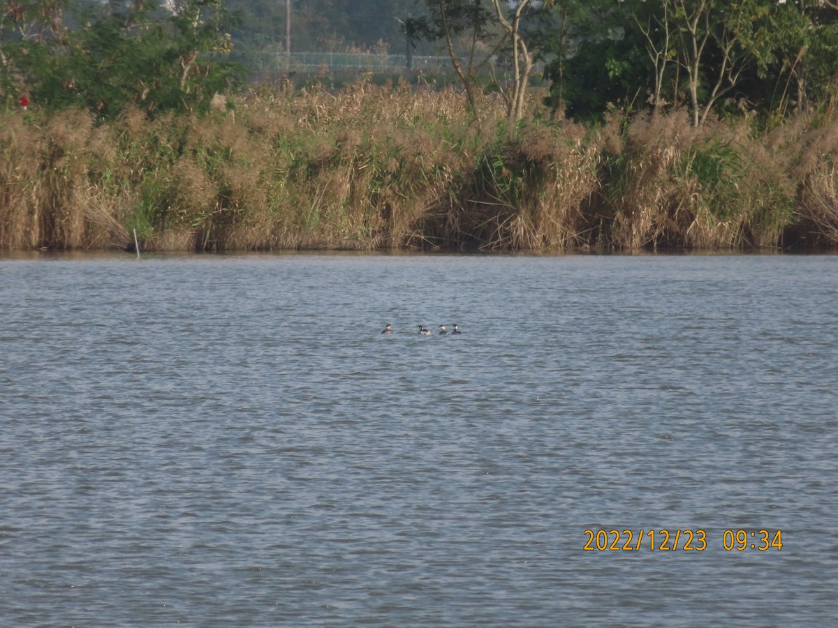 Халтар шунгуур - ML516128771