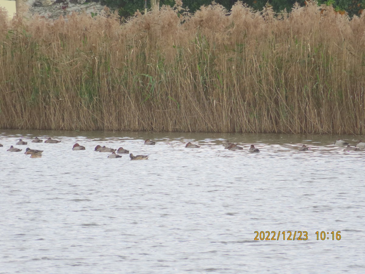 Улаан хүзүүт шумбуур - ML516129221