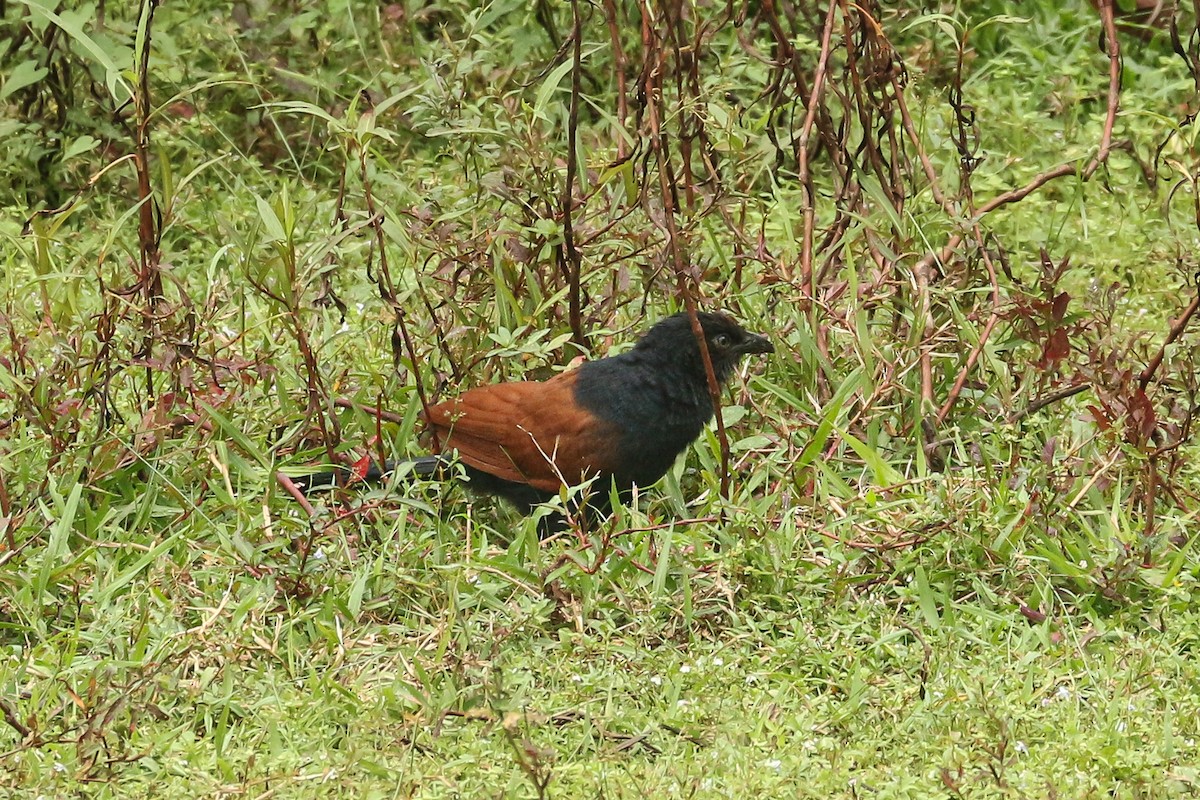 Lesser Coucal - Frank Thierfelder