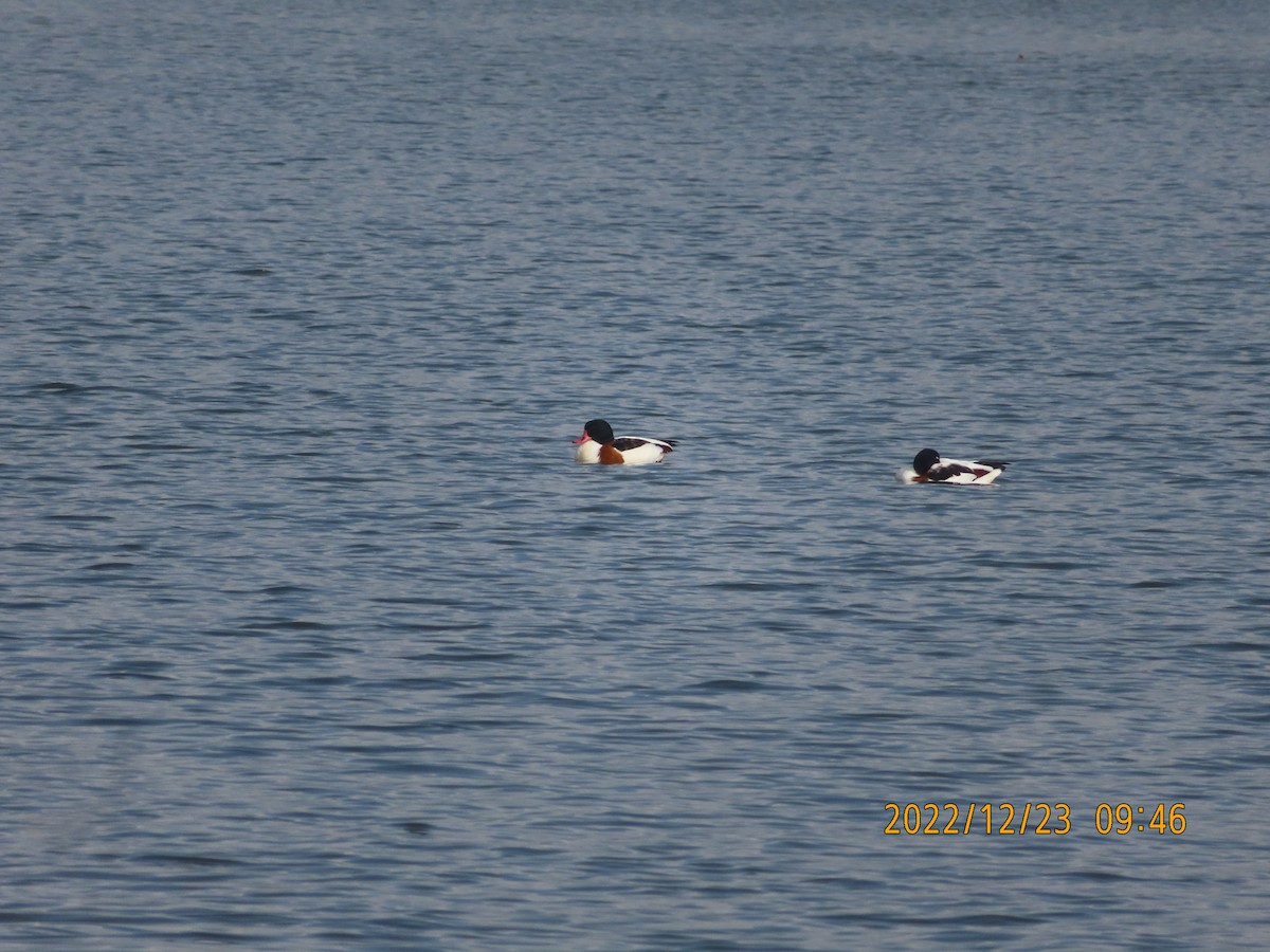 Анхидал ангир - ML516130141