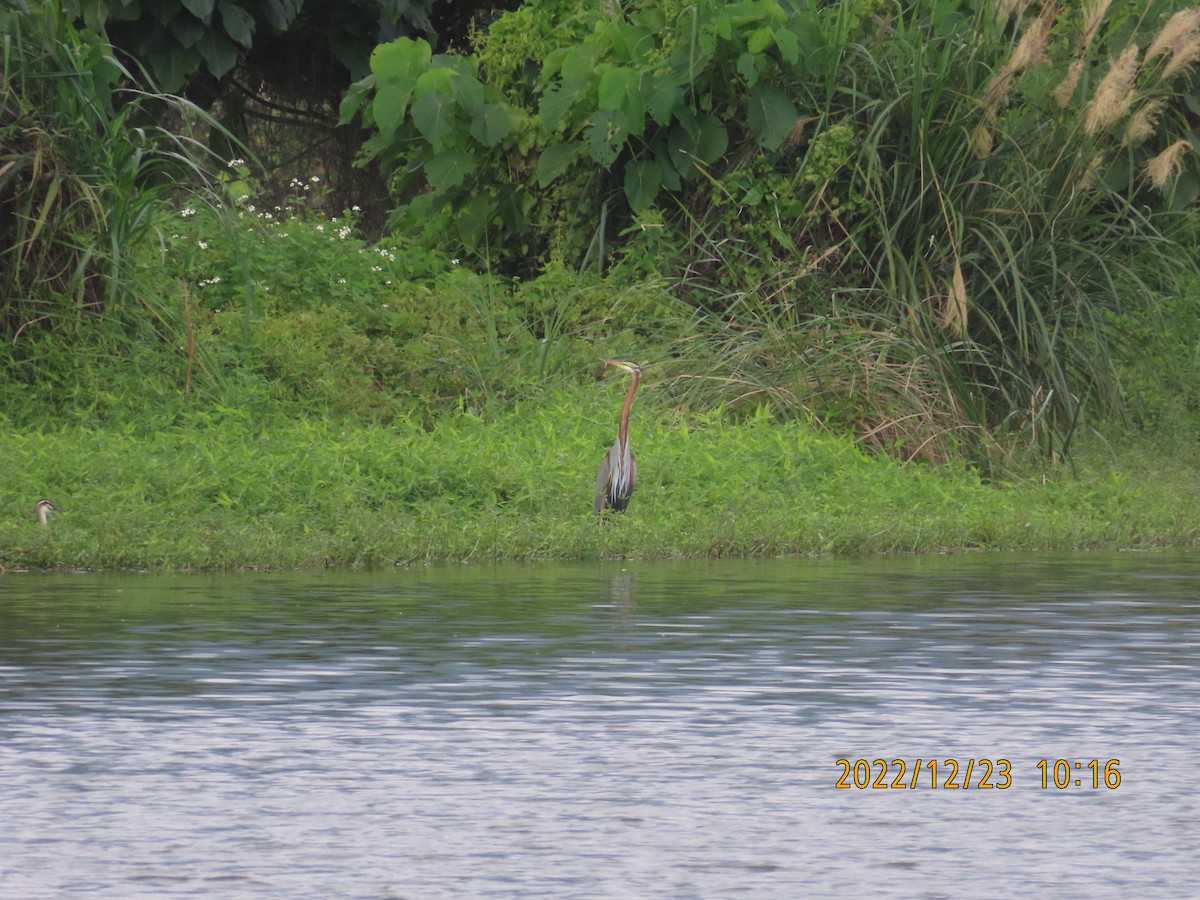 Зээрд дэглий - ML516130301